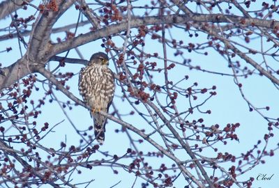 Faucon merillon - Merlin