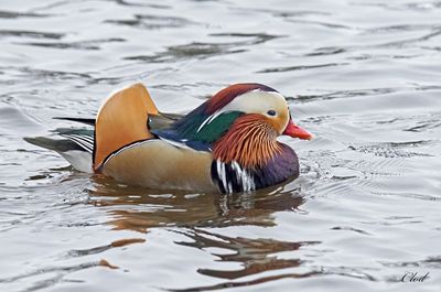 Canard mandarin - Mandarin duck