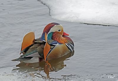 Canard mandarin - Mandarin duck