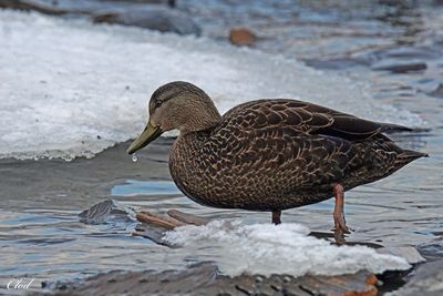 Canard noir - American black duck