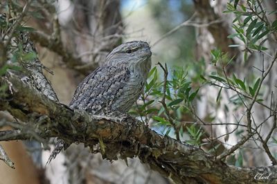 Oiseaux d'Australie - Australian birds