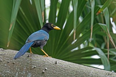 Geai du Yucatan - Yucatan Jay (Immature)