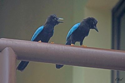 Geai du Yucatan - Yucatan Jay