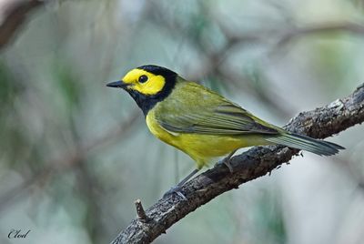 Paruline  capuchon - Hooded warbler