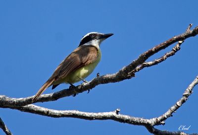 Tyran quiquivi - Great kiskadee