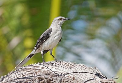 Moqueur des savanes - Tropical mockingbird