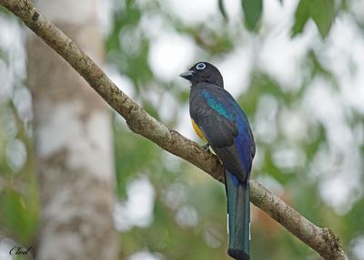 Trogon  tte noire - Black-headed trogon