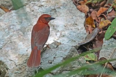 Habia  gorge rouge - Red-throated Ant Tanager
