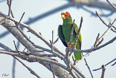 Amazone  front blanc - White-fronted parrot