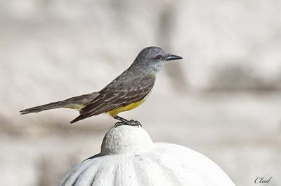 Tyran mlancolique - Tropical kingbird