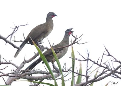 Ortalides chacamel - Plain chachalaca