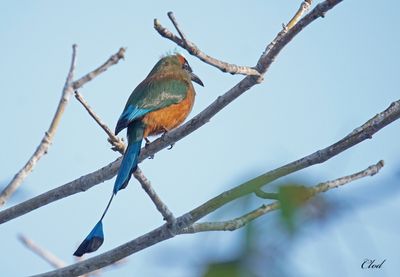 Motmot  sourcils bleus - Blue-crowned motmot