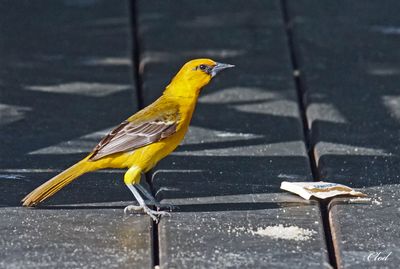 Oriole  gros bec - Altamira oriole (imm)