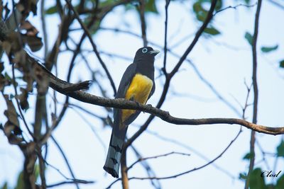 Trogon  tte noire - Black-headed trogon