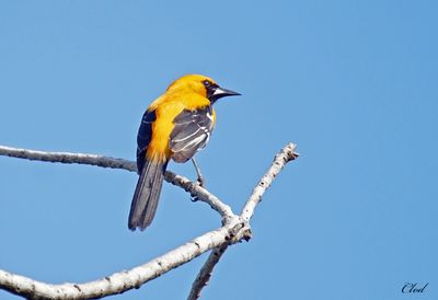 Oriole orange - Orange oriole