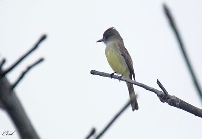 Tyran du Yucatan - Yucatan flycatcher