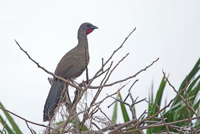 Ortalide chacamel - Plain chachalaca