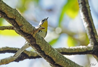 Paruline  gorge jaune - Yellow-throated warbler