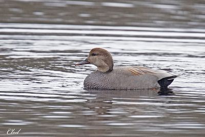 Canard chipeau - Gadwall