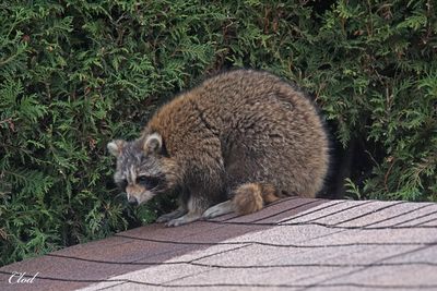 Raton laveur - Raccoon