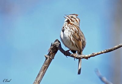 Bruants - Sparrow