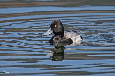 Petit fuligule - Lesser scaup