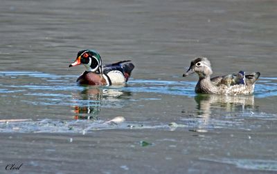 Canard branchu - Wood duck
