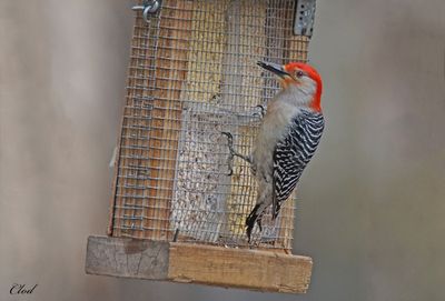 Pic  ventre roux - Red-bellied woodpecker