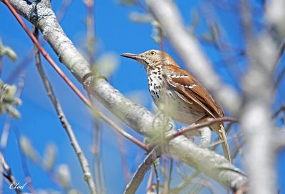 Moqueur roux - Brown thrasher