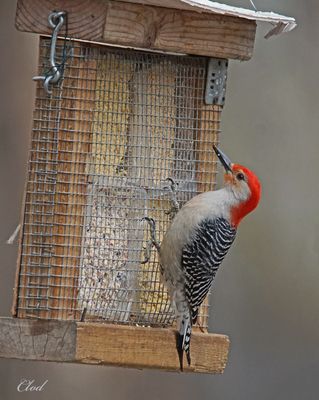 Pic  ventre roux - Red-bellied woodpecker