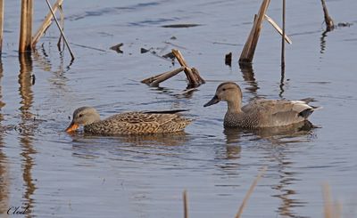 Canard chipeau - Gadwall