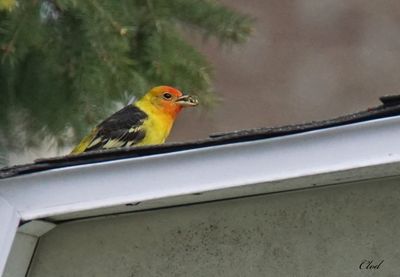 Piranga à tête rouge - Western tanager
