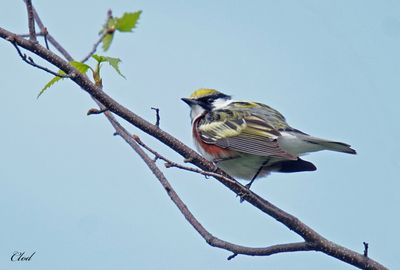 Paruline à flancs marron - Chestnut-sided warbler