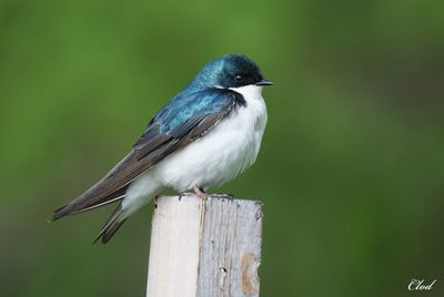 Hirondelle bicolore - Tree swallow