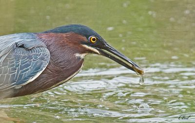 Hron vert - Green heron