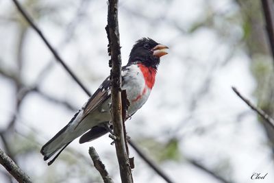 Cardinal à poitrine rose - Rose-breasted grosbeak