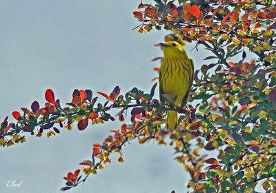 Paruline jaune - Yellow Warbler