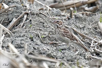 Bruant vespéral - Vesper sparrow