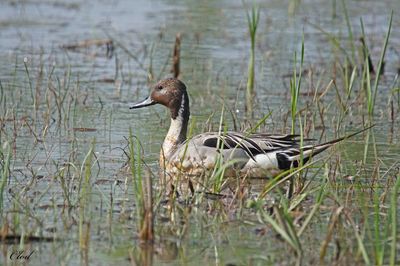 Canard pilet - Northern pintail