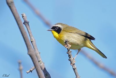 Paruline masque - Common yellowthroat