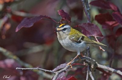 Roitelet triple-bandeau - Common firecrest