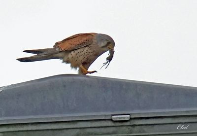 Faucon crécerelle - Common kestrel