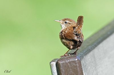 Troglodyte mignon - Eurasian wren
