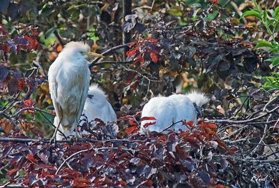 Héron garde-boeuf - Cattle egret