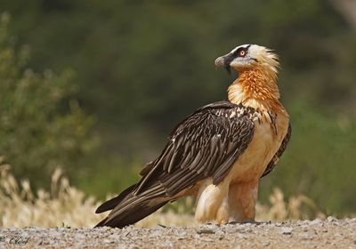 Gypaète barbu - Bearded vulture