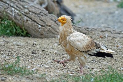 Percnoptère d'Égypte - Egyptian vulture