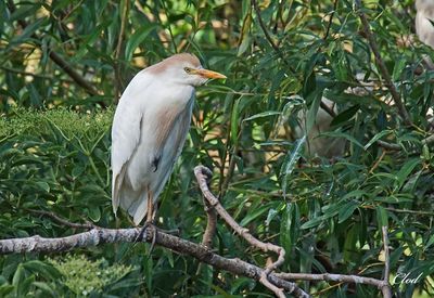 Héron garde-boeuf - Cattle egret