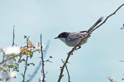 Fauvette mélanocéphale - Sardinian warbler