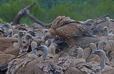Vautour fauve - Eurasian griffon vulture