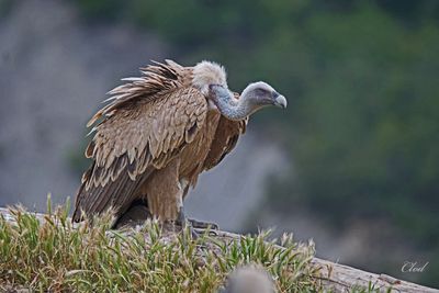 Vautour fauve - Eurasian griffon vulture